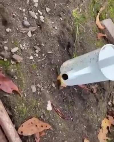 Meu c&eacute;rebro derreteu com esse v&iacute;deo