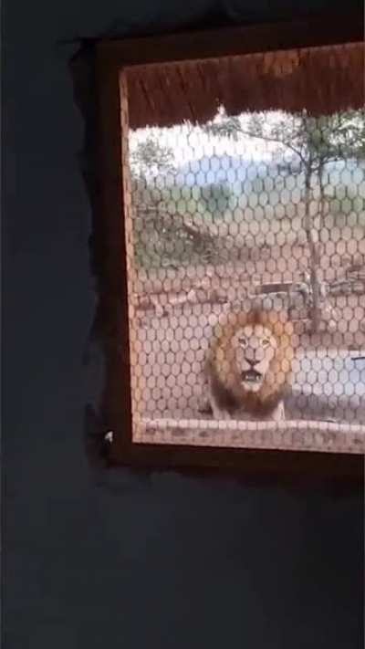 A South African man woke up in the morning and went to the kitchen to make his coffee only to find a lion sitting in front of his kitchen window.