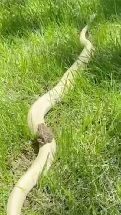 All aboard the Snake train..