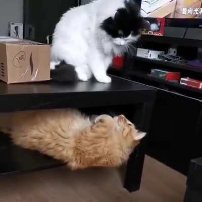 Котики