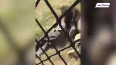 Man reunited with a Lion he raised as a cub
