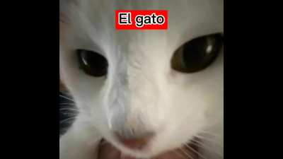El gato