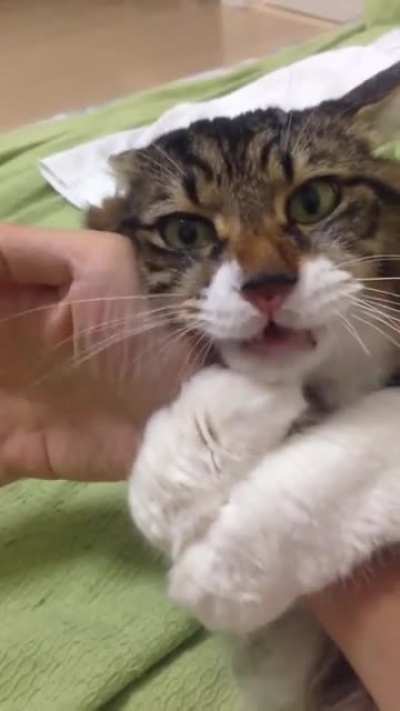 cat