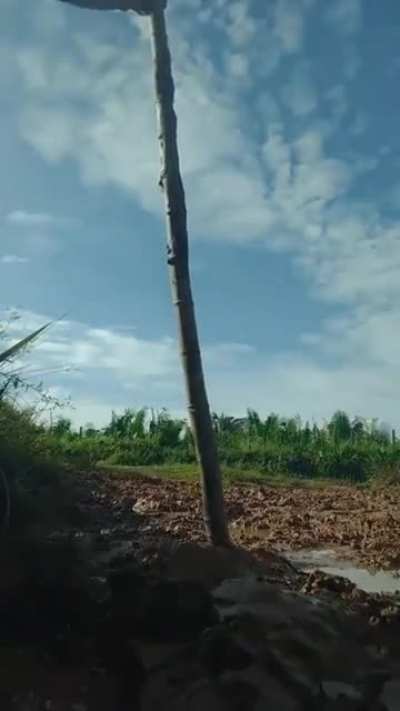 Good job Tarzan
