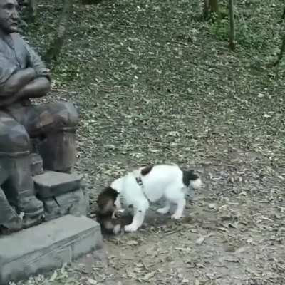To play fetch