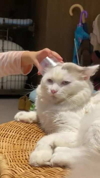 The face