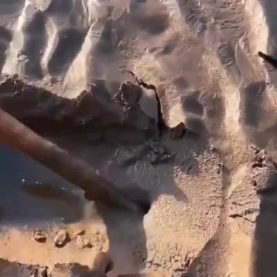 Beach penis