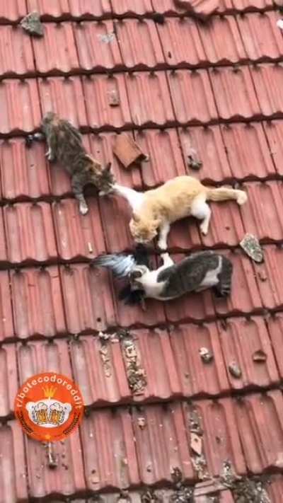 🐈 🐦