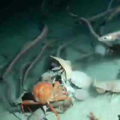 What happens to all things that die in the ocean.