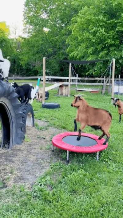 "Hey everyone, watch me do this trick!"