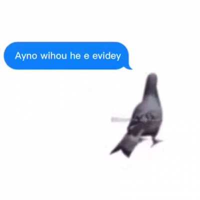 p i g e o n