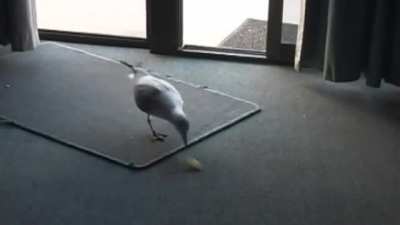 Confident seagull finds itself in an elaborate trap