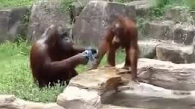 This is Dawn the orangutan. She saw zoo workers cleaning off after a shift. So Dawn stole a cloth and now she cleans off everyday too.