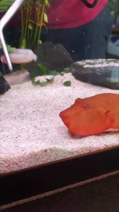 Hungry Boi Tater