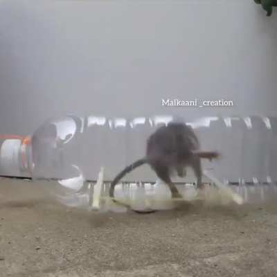 water bottle rat trap