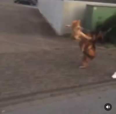 Kung Fu kitty demonstrating a side kick