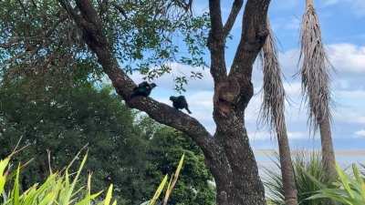 Tūī duet