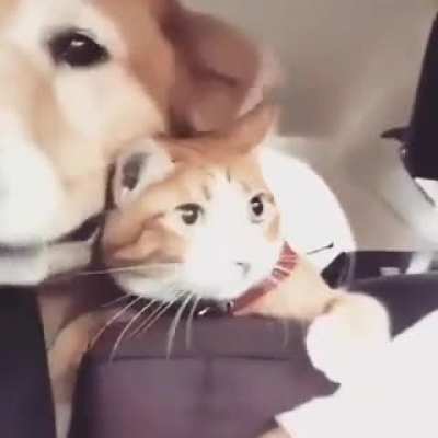 Car ride! Cat Vs. Dog