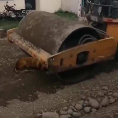 The roller has no qualms and runs over the dog