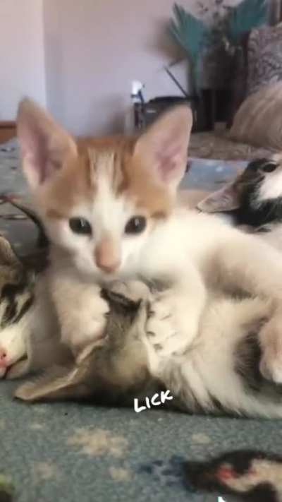 Licking him good