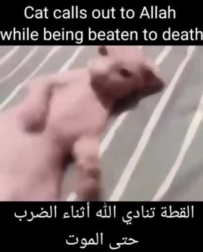 ALLAH