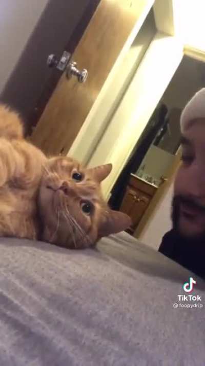 I love cats