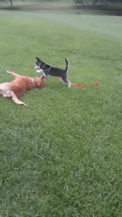 My golden retriever girl Lulu is loving her new sister!