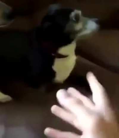 La cara del perro