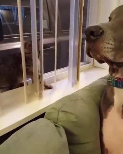 Touch tha Doggie