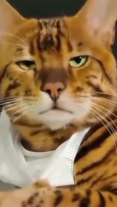 Unimpressed cat wants to know...Are you proud of what you&rsquo;ve done?