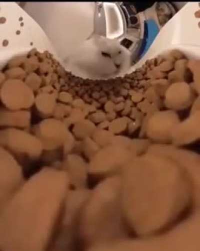 Cat Munch