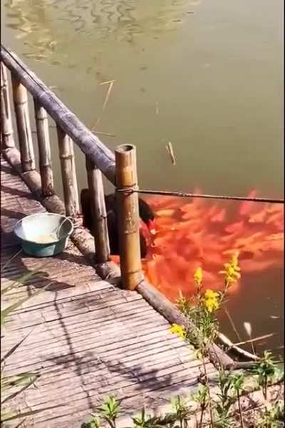 BlAcK sWaN dEvOuReD bY fLeSh HuNgRy PiRaNhAs AnD bArElY sUrViVeS