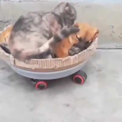 Kitty-doggo pie🥧