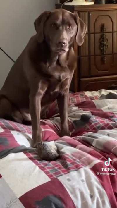This lad is doing some excellent slammy whammies