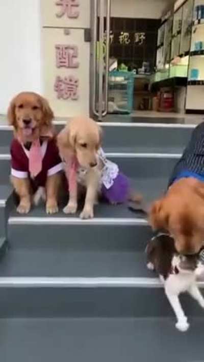 Awwwww