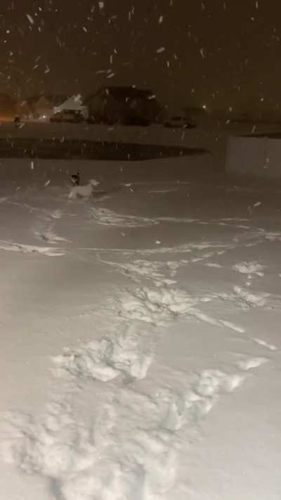 Paisley+snow= the happiest dog ever😂