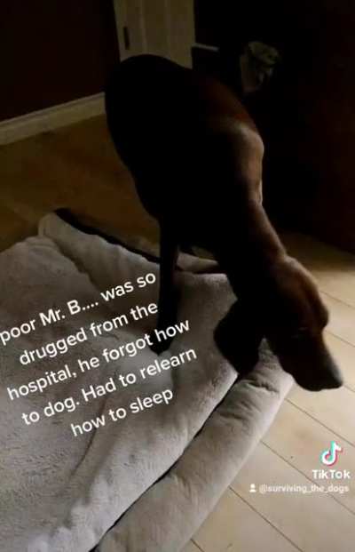 My dog may have broken.... He was so high, he forgot how to lay his bed....