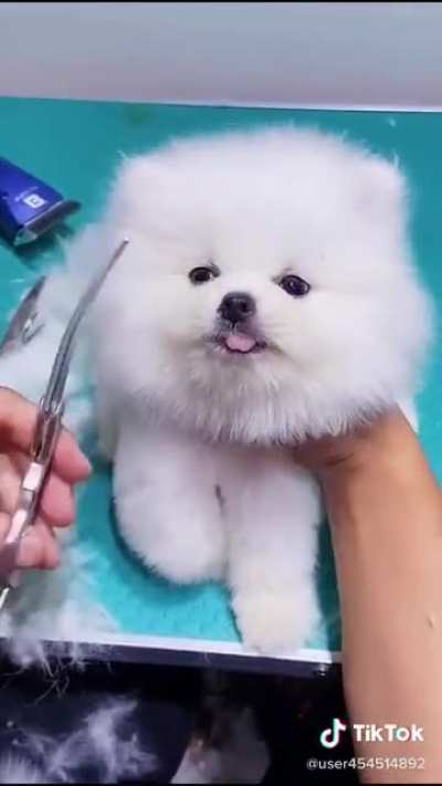 Puppy