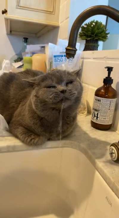 anyone else&rsquo;s cat only drink from the sink?