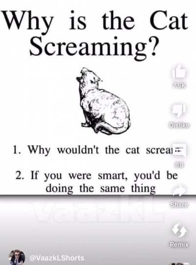cat