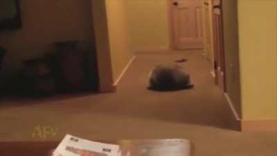 Rollin&rsquo; bond trashpanda