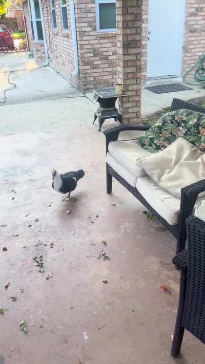 Doesn&rsquo;t like intruders in my yard. Does this all day long.