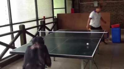 This chimp playing ping pong is surprisingly good.