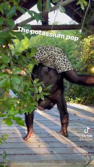 Monk&egrave; teaching hooman how do dance