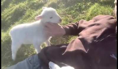 Lamb doesn&rsquo;t want the pets to stop  
