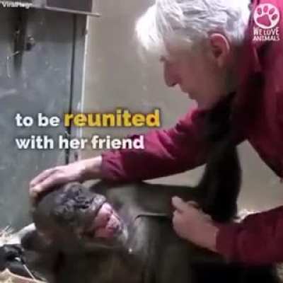 Dying chimp recognizes old friend