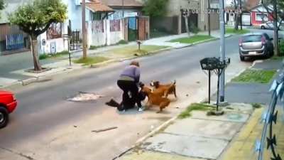 Attack of the Dogs