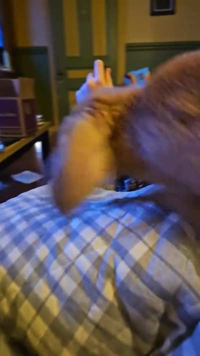 No cookies for Fluffy