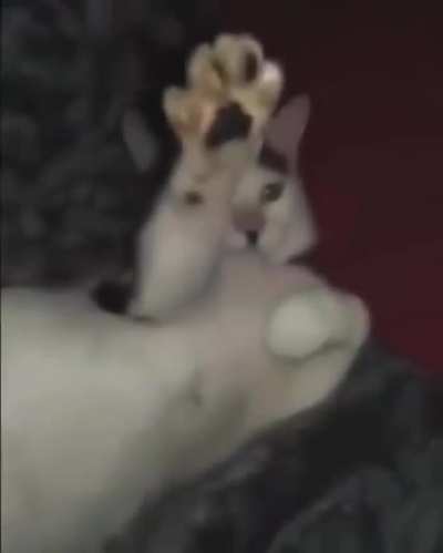 Ayo, Hitler cat