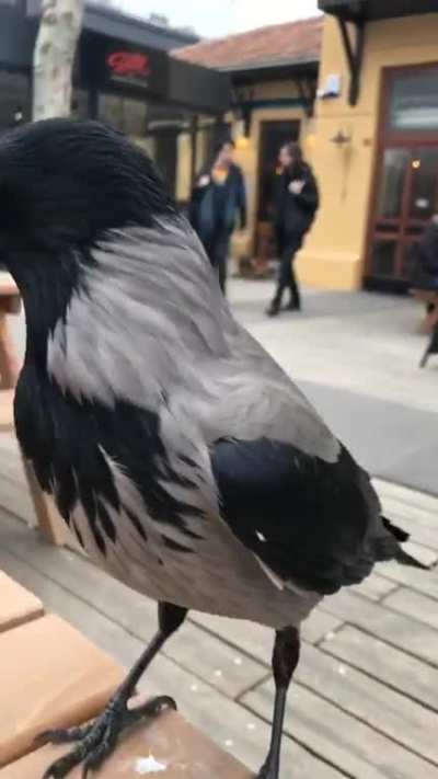 Crows at this cafe